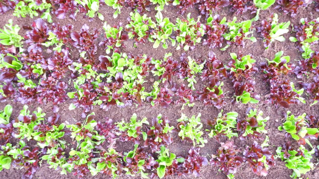 Batavia Salat grün/rot